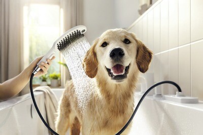 Douchettes pour chien
